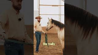 Revealing the secret to horse training