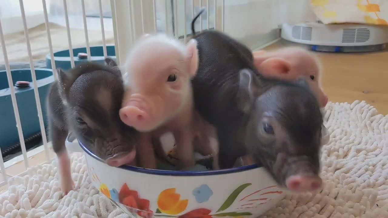 Piglets 1 Youtube