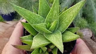 Quick Peek: Gasteraloe 'Green Gold'