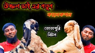 তোতাপুরি ও বিটল উন্নজ ভাই এর নতুন কালেকশন ও দাম। Ep- 223 #farmbanijjo