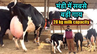 मंडी की सबसे बड़ी गाय 28 लीटर दूध की गारंटी एन एच डेयरी फार्म #rajusirsa