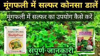 मूंगफली में सल्फर कब और कोनसा डालें / Mungfali me sulphur kab dalen / Mungfali ki kheti