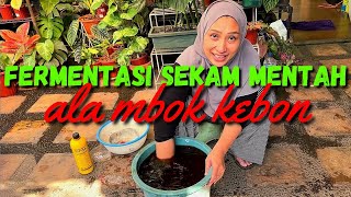 Fermentasi sekam mentah yang benar ala mbok kebon