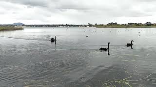 Swan in the Ballarat 's Lake Wendouree E1