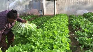 Harvesting Pok Choy cabbage#farming #gardening #farmer #garden #vegetables