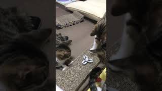 猫達にハンドスピナー見せてみた！