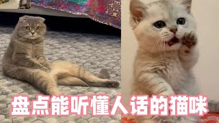 盘点能听懂人话的猫咪，快送孩子上学去吧，别耽误了