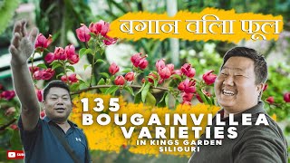 135 Unique varieties of Bougainvillea | Flower shop in siliguri |