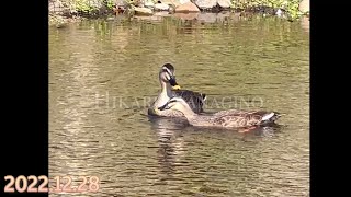 【カルガモ 】spot-billed duck December 28,2022 #ducks #duck #birds