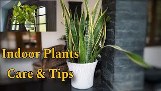 #indoorplants / ഞങ്ങളുടെ വീട്ടിലെ ഇൻഡോർ പ്ലാൻ്റ്സ്/ Potting ,Caring ,arrangements of indoor plants