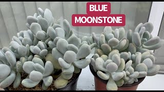 WHAT IS YOUR FAVORITE MOONSTONE | NHÂN GIỐNG SEN ĐÁ SỎI XANH | 다육식물 | 多肉植物 | Suculentas