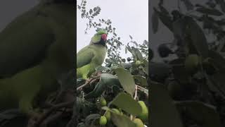 This Parrot’s Voice Will Shock You – So Realistic