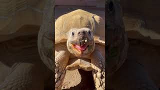 Have you seen a tortoise eat a strawberry before?? Berry good boy ✨🍓