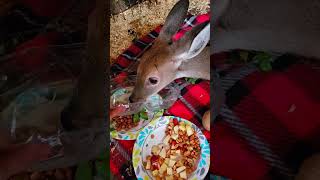 Poor deer #deer #babydeer #short