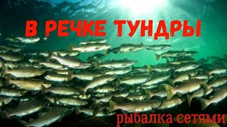 РЫБАЛКА В РЕЧКЕ ТУНДРЫ .        рыбалка сетями.