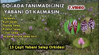 Doğada Tanımadığınız Faydalı Yabani Ot  Kalmasın Salep Türleri 7.Video