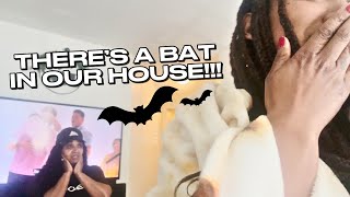 Weekly Vlog - We found 2 bats in our house!!!