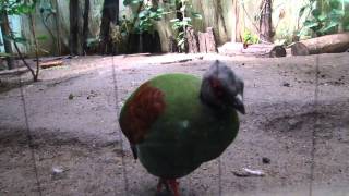 カンムリシャコ 上野動物園（東京都台東区）