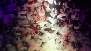 くらげのレインボーライトアップ（鶴岡市立加茂水族館にて） 2016_05_07