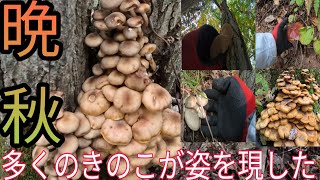 紅葉色づく晩秋の山で多くのきのこが姿を現した※津軽弁多めです