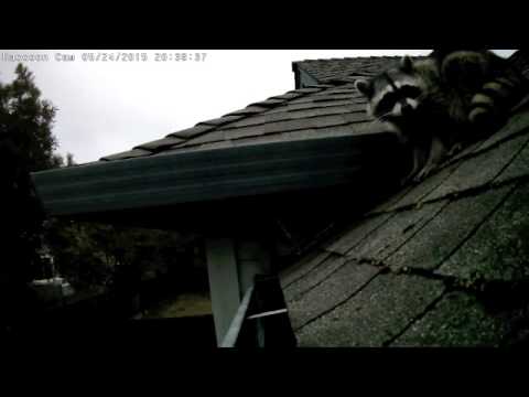 Raccoon That Was Living in The Attic Raccoon That Was Living in The Attic