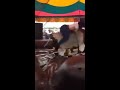 Twerking on a bull