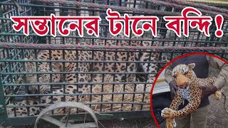 খাঁচায় চিতাশাবকের পুতুলের টোপ: বন্দি মা চিতা|LEOPARD CAGED LURED BY DUMMY LEOPARD CUB