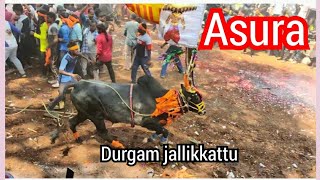 Asura bull's mass performance in Durgam jallikkattu/2021