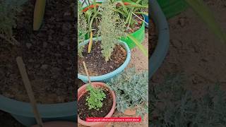 ధవనం,మరువం,లావెండర్ మధ్య తేడా/Davanam,maruvam difference/#Davanam/#maruvam/#shortvideo/#mygarden