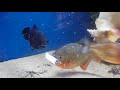 oscar vs piranhas fighting for food