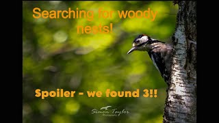 The search for Woodpecker Nests - But did we succeed?