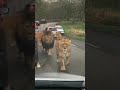 leones en carretera