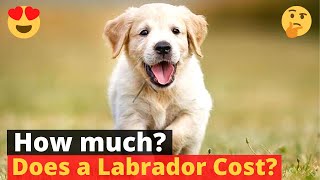 How much does a Labrador puppy cost? 🤔🐶