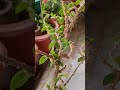 Scale insects on Hibiscus 🌺 plant 🪴 Part-1