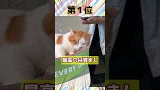 【2ch動物スレ】爆睡中のネッコさん、ご主人の最終兵器に陥落してしまうｗｗｗ【猫特集】#cat #猫 #2ch動物スレ #かわいい #2ch面白いスレ  #癒し