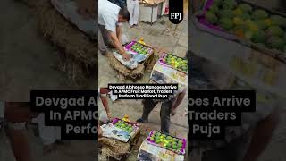 Devgad Alphonso Mangoes Arrive In APMC Fruit Market, Traders Perform Traditional Puja |