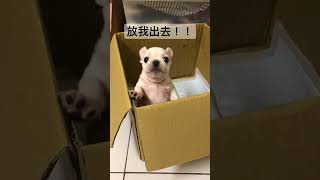 ［法鬥French Bulldog］貝果🥯，放我出去！！#bulldog #frenchbully #frenchiebulldog #dog #cute