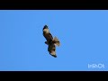 猛禽現る！ノスリ？　a bird of prey appears　 buzzard ノスリ