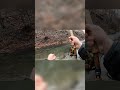 HUGE FISH in a TINY CREEK!! #shorts #fishing