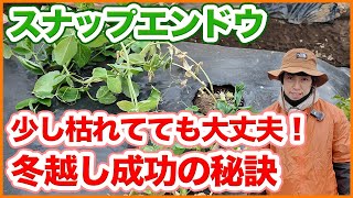 家庭菜園や農園のスナップエンドウ栽培は少し枯れてても大丈夫！冬越し成功の秘訣を徹底解説！【農園ライフ】