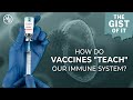 ScientIST: How do vaccines 