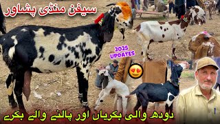 Dairy Goats New Updates 2025 | Saifan Bakra Mandi Peshawar | Khyber Social Tv