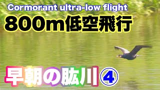 ④【早朝の肱川】鵜,800m低空飛行！～愛媛県大洲市～