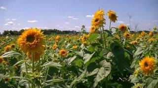 あけの　ひまわりフェスティバル　茨城県筑西市