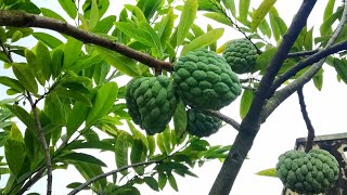 Shorifa in Roof Top Garden || শরিফা চাষ এর পদ্ধতি এবং এর পরিচর্যা ছাদ বাগানে | Kawsara Nupur | আতাফল