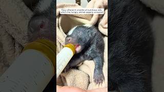 This family saved a baby skunk and then adopted it