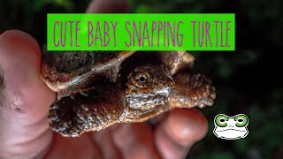 Cute Baby Snapping Turtle