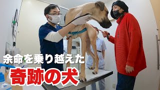 命が危なかった１年前の今日…超大型犬グレートデン子犬