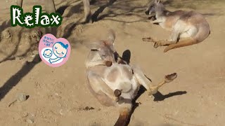 カンガルーのお母さん　子育て中　お腹のポケットに赤ちゃんがいるの　Kangaroo Raising a baby There is a baby in the pocket of the stomac