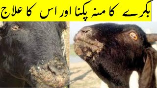 Bakri ke muh pakne ka illaj | bakre ke muh mai chale | Treatment for goat mouth blisters